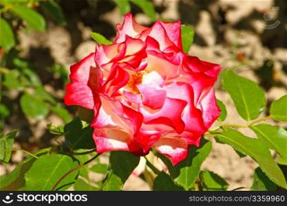 Flower of reddish white rosa