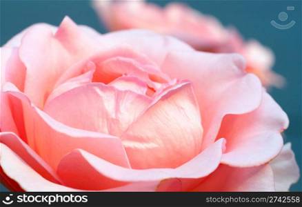Flower of rose on flower-bed