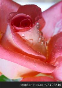 Flower of rose with drops of water