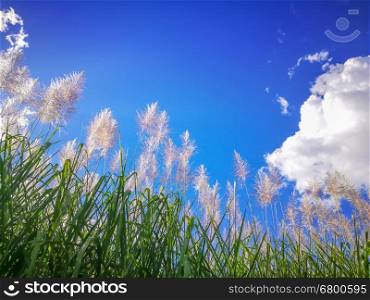 Flower of Sugar-cane on blue sky, Coppyspace