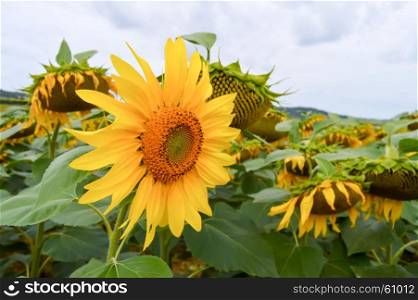 Flower of sunflower in a field . Flower of sunflower in a field of the department of the meuse in France