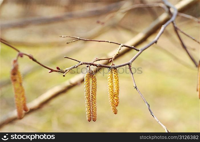 flower of the hazel tree (catkins) herald the arrival of spring