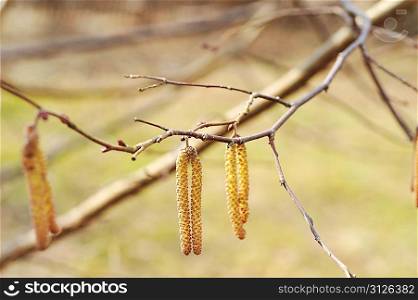 flower of the hazel tree (catkins) herald the arrival of spring