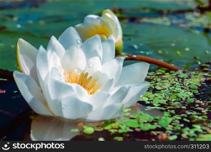 Flower of white lily or lotus with dew drops in a pond closeup. Selective focus.. White Water Lily In a Pond Closeup