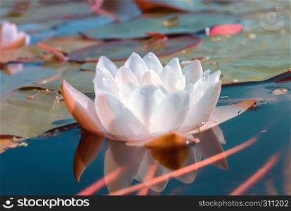 Flower of white lily or lotus with dew drops in a pond with emerald water. Selective focus.. White Water Lily In a Pond