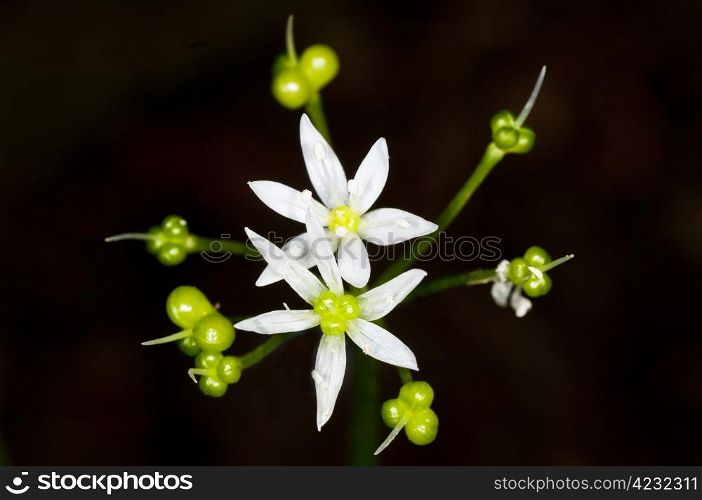 flower of wild garlic