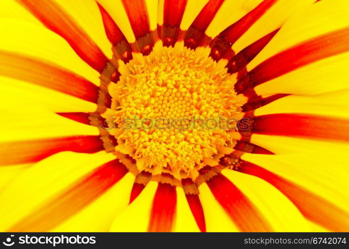 Flower of yellow gazania, closeup