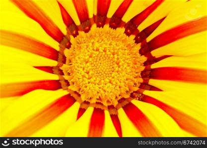 Flower of yellow gazania, closeup