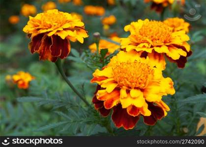 Flower of yellow-orange marigolds in garden