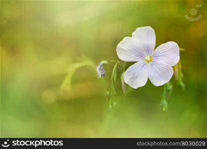 flower on blur soft focus background