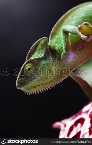 Flower on chameleon, bright vivid exotic climate