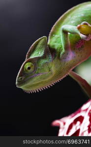 Flower on chameleon, bright vivid exotic climate