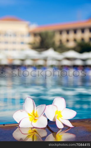 flower on swimming pool