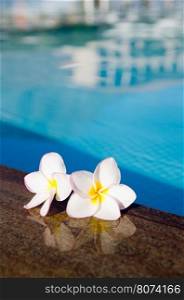 flower on swimming pool