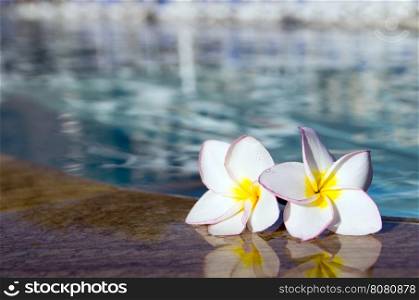 flower on swimming pool