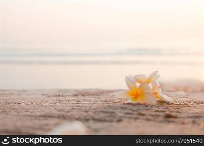 Flower on the floor White flower lay on the floor. Behind the sea