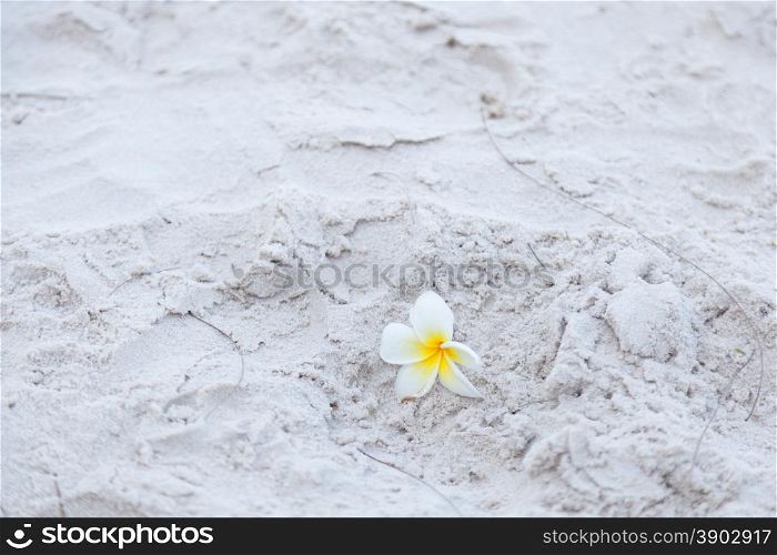 Flower on the sand White flower on the beach. Falling from a tree