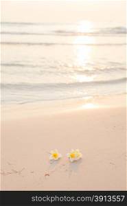 Flower on the sand. White flower on the beach in the morning sunlight shining from behind.