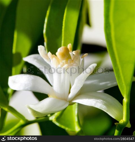 flower orange blossom in spring in pollinating time macro detail