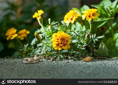 flower outdoor backlit