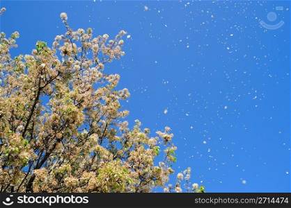 Flower Petals Blowing In The Wind. A windy spring afternoon blowing flower petals from blossoms on a tall flowering tree against a clear blue sky