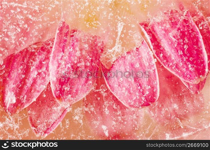 Flower petals covered with snow, close-up