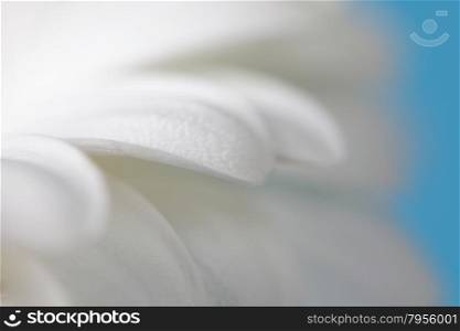 Flower petals. Soft focus. Made with macro-lens.