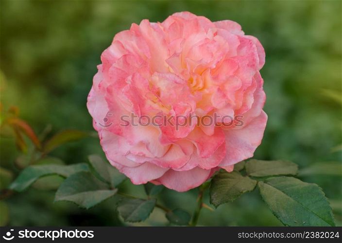 Flower petals with wavy edges. Blooming peach rose orange Augusta Luise. Rose with wavy edges of petals. Beautiful orange rose Augusta Luise.