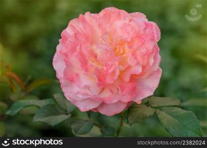 Flower petals with wavy edges. Blooming peach rose orange Augusta Luise. Rose with wavy edges of petals. Beautiful orange rose Augusta Luise.