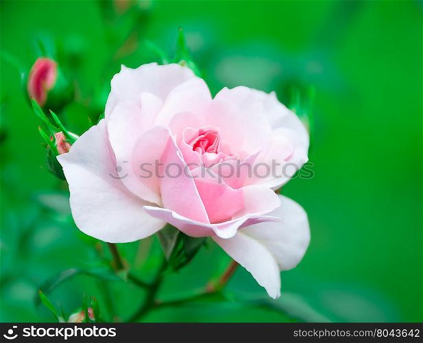 Flower pink rose on a natural background. Flower pink rose on natural background
