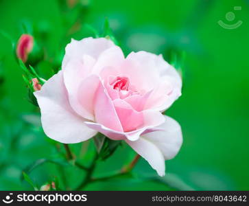 Flower pink rose on a natural background. Flower pink rose on natural background