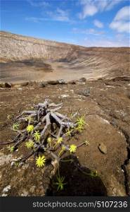 flower plant bush timanfaya in los volcanes volcanic rock stone sky hill and summer lanzarote spain