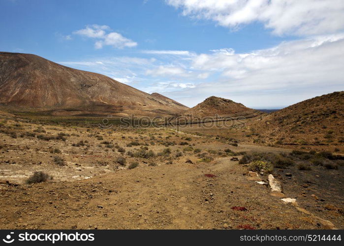 flower plant bush timanfaya in los volcanes volcanic rock stone sky hill and summer lanzarote spain