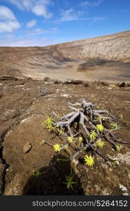 flower plant bush timanfaya in los volcanes volcanic rock stone sky hill and summer lanzarote spain