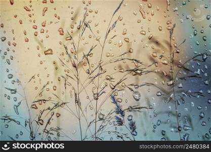 flower plants and raindrops in rainy days in spring season
