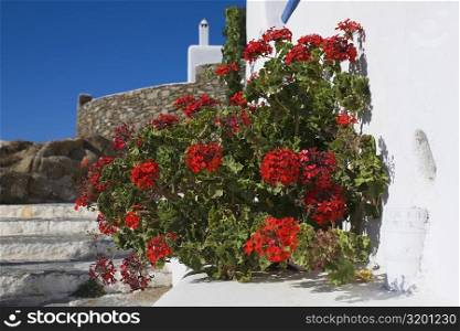 Flower plants by a wall, Greece