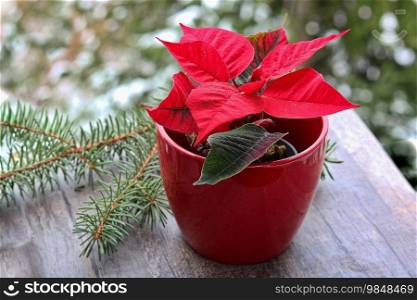 Flower poinsettia in red pot outdoors in winter