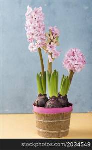flower pot hyacinth