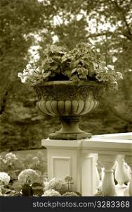 Flower pot on the edge of a railing.
