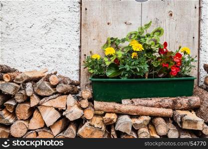 Flower pot over wall background