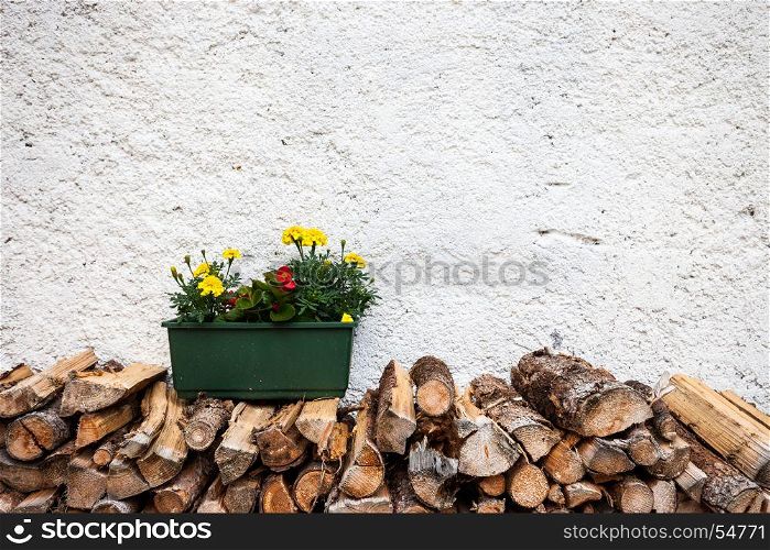 Flower pot over wall background
