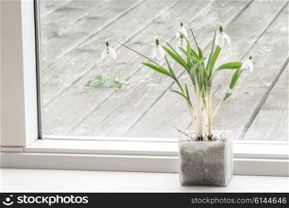 Flower pot with snowdrop flowers in a living room