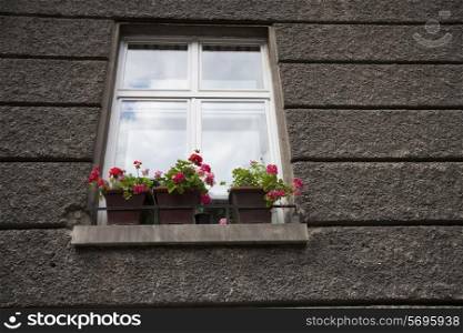 Flower pots at window sill