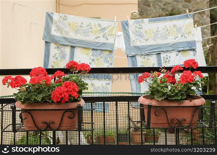 Flower pots with clothesline in the background, Via Colombo, RioMaggiore, Cinque Terre, La Spezia, Genoa, Liguria, Italy