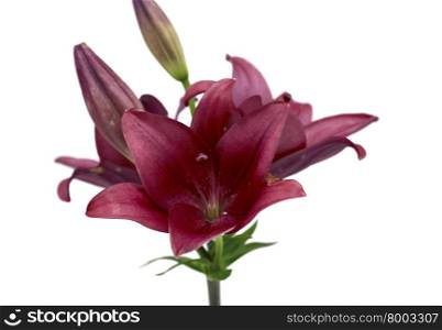 flower purple Lily . flower purple Lily isolated on white background