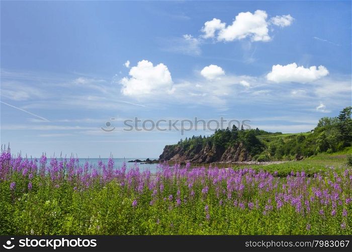 Flower, rock, and sea coastline of New Brunswick province in Canada on a sunny summer day.