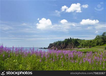 Flower, rock, and sea coastline of New Brunswick province in Canada on a sunny summer day.
