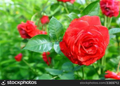 Flower Rose in garden