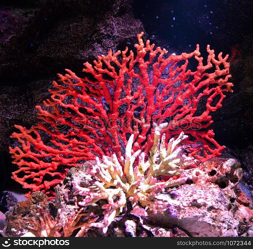 Flower sea living red coral reef growing on the rocks marine life underwater ocean