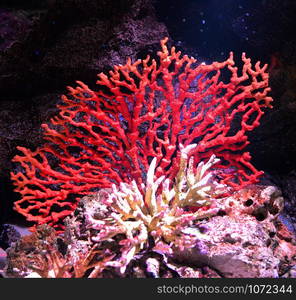 Flower sea living red coral reef growing on the rocks marine life underwater ocean